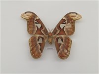 藏品(皇蛾)的圖片